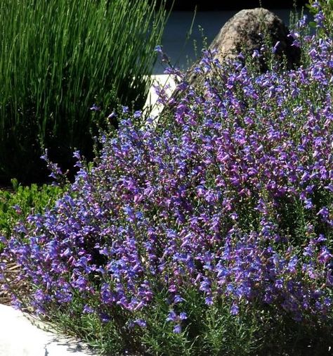 Ceanothus Skylark, California Lilac, California Native Garden, Habitat Garden, Native Gardens, Plant Zones, California Native Plants, Native Plant Gardening, Plants Ideas