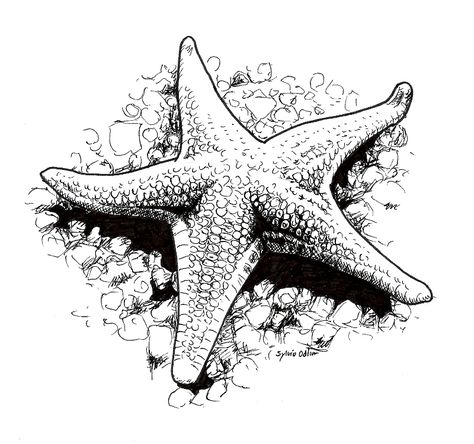 #starfish #art #drawing #pen #ink #black, #art #Black #drawing #Ink #Pen #Starfish Starfish Drawing, Starfish Tattoo, Shell Drawing, Starfish Art, Sea Drawing, Ink Pen Art, Art Coquillage, Ocean Tattoos, Sea Life Art