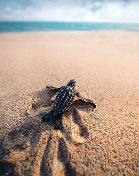 Baby Leatherback Sea Turtle Sea Turtle, At The Beach, The Beach