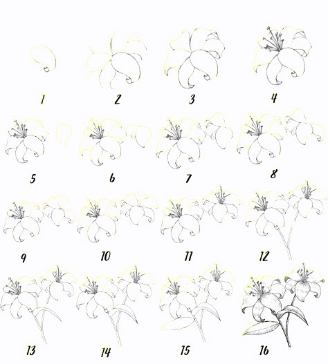 Lilly Flower Drawing, Lily Flower Drawing, A Lily Flower, Flower Drawing Easy, Flowers Step By Step, How To Draw Flowers, Lilies Drawing, Easy Flower Drawings, Flower Step By Step