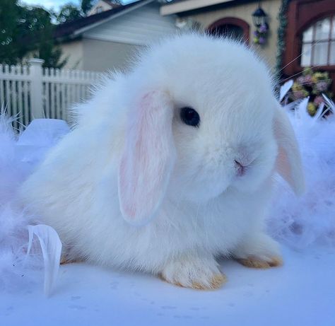 Bunnies White, Cute White Bunny, White Bunny, Snow Bunny Aesthetic, Cute White Bunny Aesthetic, White Bunny In Snow, Bunny Care Tips, Albino Rabbit Aesthetic, Cutest Bunny Ever