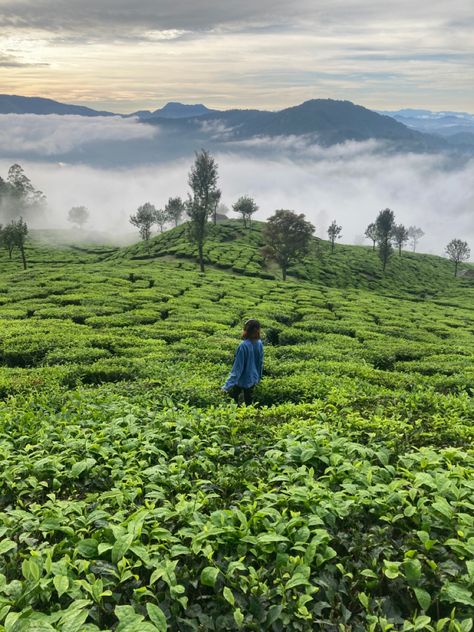 Munnar Munnar Kerala Photography Poses, Munnar Photography Travel, Munnar Photography Poses, Munnar Aesthetic, Munnar Photography Kerala, Munnar Photography, Mountain Poses, Travel Guide Book Design, Kerala Trip