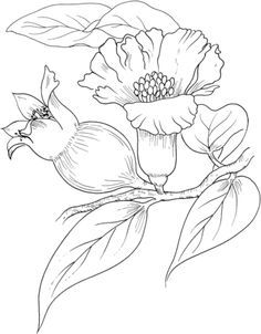 Pomegranate Blossom, Pomegranate Art, Coloring Page Free Printable, Printable Crafts, Botanical Drawings, Free Printable Coloring, Free Printable Coloring Pages, Nature Animals, Colouring Pages