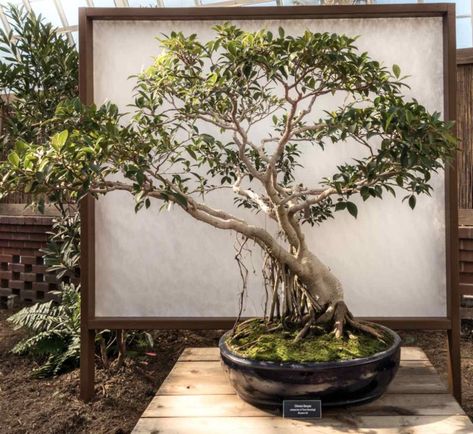 Banyan Tree Bonsai, Large Bonsai Tree, Ficus Bonsai Tree, Bonsai Making, Ficus Bonsai, Japanese Bonsai Tree, Bonsai Ficus, Phipps Conservatory, Ficus Microcarpa