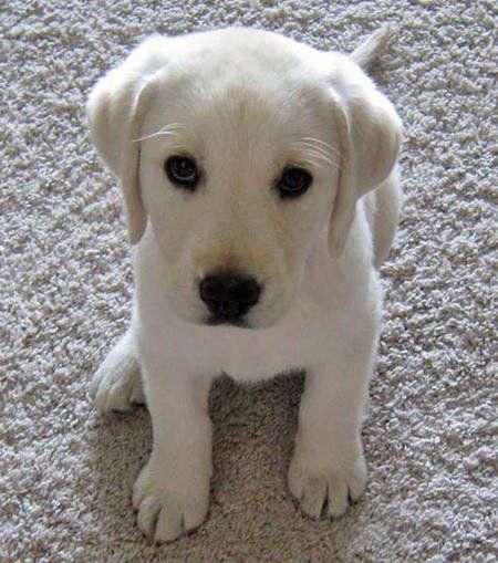 Things we all love about the Outgoing Lab Dog #labradoritependant #labradorelove #LabradorPuppies Perros Golden Retriever, Labrador Noir, White Labrador, Labrador Retriever Puppies, Lab Puppies, Labrador Puppy, Labrador Retriever Dog, Cute Puppy, Puppy Pictures