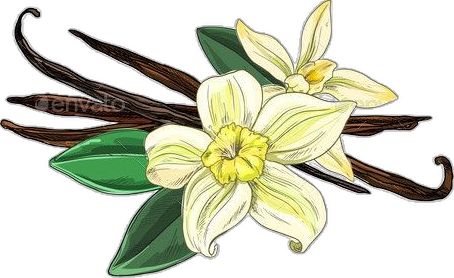 Vanilla Drawing, Bean Painting, Vanilla Flower, Vanilla Color, Vanilla Beans, Hand Drawn Vector Illustrations, Color Vector, Art Painting Acrylic, Flowers Leaves