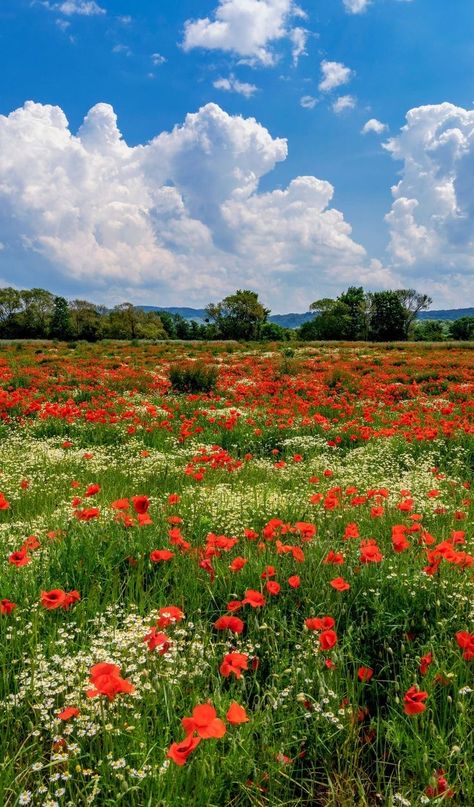 111 Astetic, Flower Field Reference, Poppy Field Photography, Paintings Ideas, Fairy Wallpaper, Cute Blue Wallpaper, Reference Pics, Dreamy Photography, Beautiful Illustration