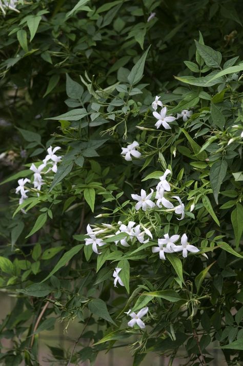 jasminum officinale pruning Jasmine Climber, Common Jasmine, Chameli Flower, Jasminum Officinale, Easy Gardening, Garden Works, Garden Types, Variegated Plants, Urban Gardening