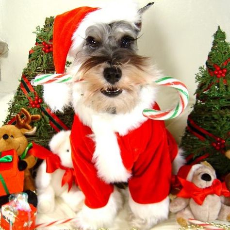 Candy cane santa dog Schnauzer Christmas, Dog Christmas Pictures, Christmas Puppies, Mini Schnauzer Puppies, Christmas Card Ideas, Standard Schnauzer, Mini Schnauzers, Santa's Nice List, Miniature Schnauzers