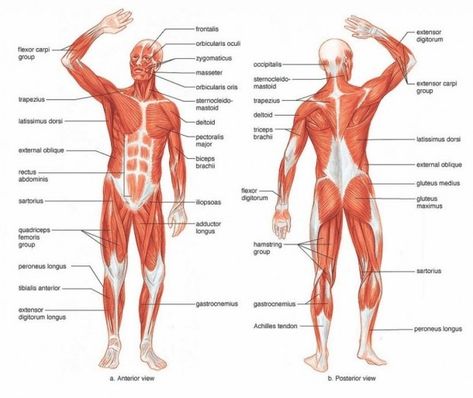 Human Muscle Diagram Labeled Muscular System Labeled, Skeletal Muscle Anatomy, Human Body Muscles, Human Muscular System, Muscular System Anatomy, The Muscular System, Muscle Diagram, Human Muscle Anatomy, Muscle System