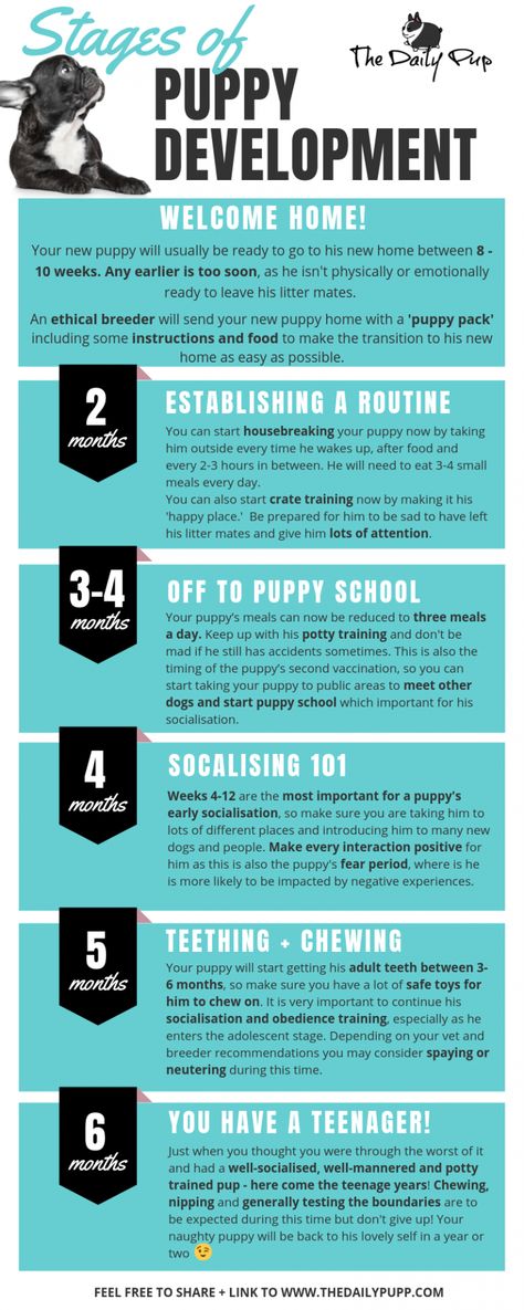 Crate Train, Best Puppy Food, Puppy Development, Puppy Training Schedule, How To Potty Train, Train Your Puppy, Puppy Time, Puppies Tips, Easiest Dogs To Train