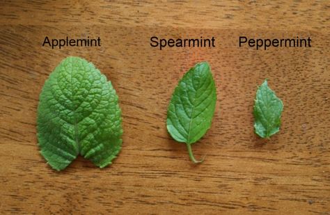 How To Plant Mint, Types Of Mint Plants, Mint Plant, Mint Herb, Mint Garden, Peppermint Plants, Growing Mint, Mint Plants, Veg Garden