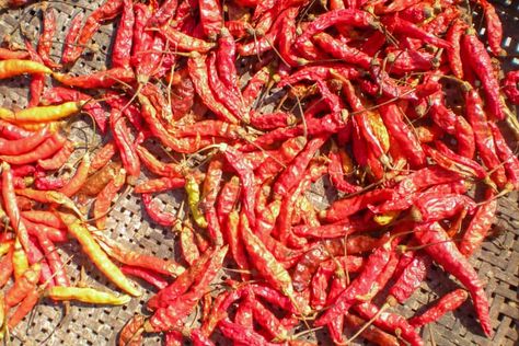 Thai Chili: Everything You Need to Know About Thailand’s Spicy Peppers! Thai Chili Peppers, Thai Red Chili, Thai Peppers, Thai Chili Pepper, Red Thai, Thai Chili, Asian Street Food, Piri Piri, Thai Cooking