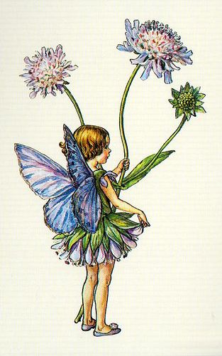 Flower Fairies of the Summer, The Scabious Fairy | by mint_candy Garden Illustration, Fairy Pictures, Fairy Artwork, Cicely Mary Barker, Fairy Tattoo, Vintage Fairies, Flower Fairies, Fairytale Art, Flower Fairy