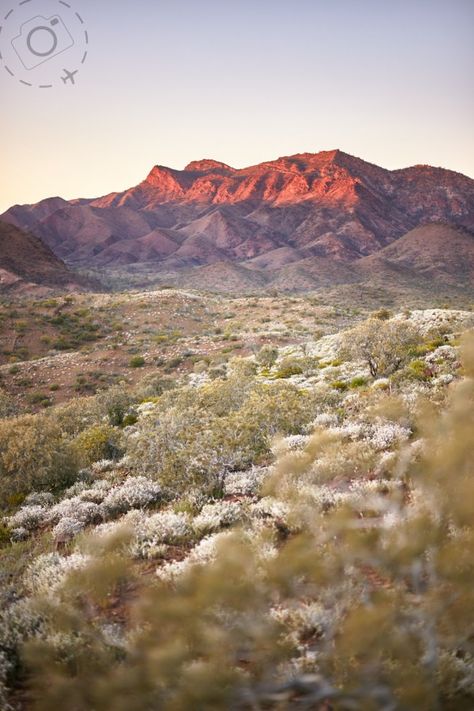 Aus Travel, Aussie Outback, Pastel Landscapes, Flinders Ranges, Rural Photography, Australian Icons, Australia Landscape, Gum Trees, Green Scenery