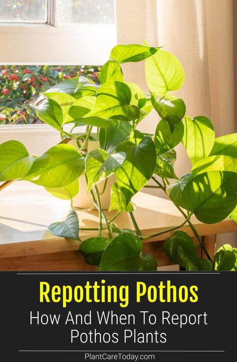 How To Repot Pothos Plant, Repot Pothos Plant, Repotting Pothos Plant, Pathos Plant, Pothos Plant Care, Pothos Plants, Neon Pothos, Golden Pothos, Pothos Plant