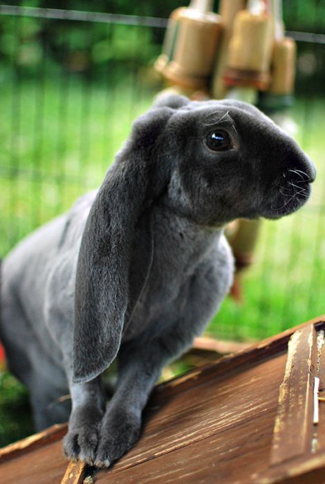 Blue Velveteen Lop Velveteen Lop Rabbit, English Lop Rabbit, Rabbit Species, The Velveteen Rabbit, Lop Rabbit, Celebrities Quotes, Rabbit Breeds, Velveteen Rabbit