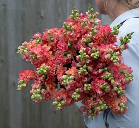 Snapdragon Madame Butterfly – Farmer Bailey Inc. Snapdragon Madame Butterfly, Caring For Mums, Madame Butterfly, Flower Gardens, Blog Instagram, The Double, Blog Photo, Flower Garden, Farmer