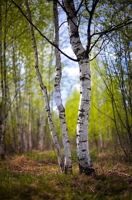 Birch in Russia, its a nice place to be in, its beautiful, and fun to go to.many people come here. Suraj Sharma, Russian Countryside, Blur Image Background, White Birch Trees, Photoshop Digital Background, Hd Background Download, Blur Background Photography, Birch Forest, Blur Photo Background