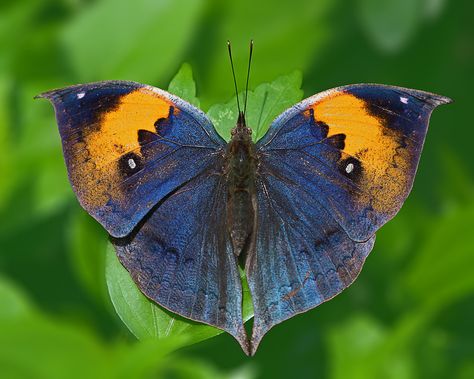 Kallima Inachus, Beautiful Butterfly Photography, Beautiful Butterflies, Bugs, Moth, Insects, Orange, Animals, Art