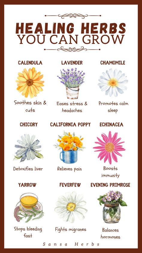 Create a peaceful sanctuary filled with natural remedies! 🌿 These nine beginner-friendly herbs are packed with healing benefits, making them essential for your wellness journey. Start cultivating your own natural remedies with these vital plants. Start growing Medicinal Herbs Today ! Growing Lavender From Seed, Diy Healing Balm, Natural Pharmacy, Grow Turmeric, Turmeric Plant, Medicinal Herb Garden, Moringa Benefits, Growing Herbs Indoors, Herbs To Grow