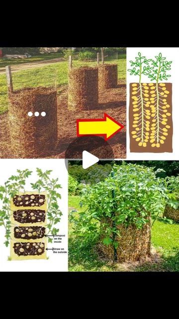 Potato Farming, Potato Garden, Potato Tower, Potato Gardening, Natural Farming, Travel Tree, Veg Garden, A Potato, Organic Farming