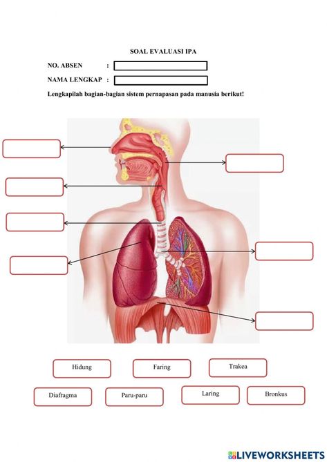 Organ Pernapasan Manusia, Organ Pernapasan, Forgot My Password, Online Activities, School Subjects, Online Workouts, Google Classroom, Ipa, Web Browser