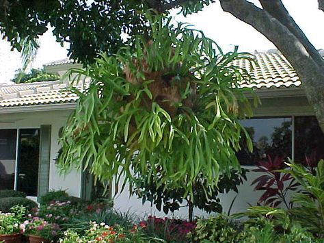 round mounted staghorn fern - Google Search Plants Grown In Water, Hanging Plants Diy, Florida Landscaping, Florida Plants, Staghorn Fern, Florida Gardening, Trendy Plants, Banana Plants, Fern Plant