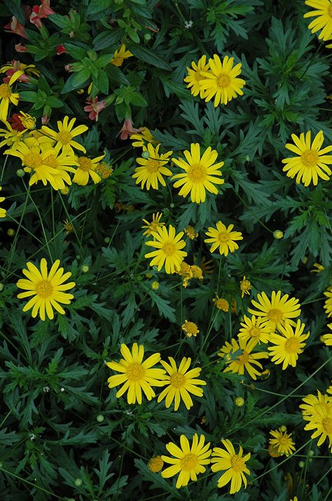 Sonnenschein African Bush Daisy (Euryops chrysanthemoides 'Sonnenschein') at New Garden Landscaping & Nursery Bush Daisy, Nursery Sunshine, Cerulean Sea, Southern Gardens, Landscape Nursery, African Daisy, Patio Flowers, Bush Plant, Alpine Garden