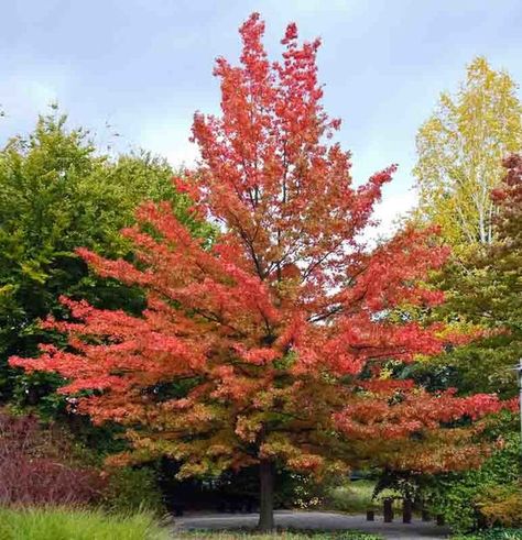 One of the easiest oaks to grow and transplant, Quercus palustris (Pink Oak), is a fast-growing, large deciduous tree adorned with a dense, pyramidal crown. Its lower branches are pendulous, the middle branches are horizontal and the upper branches are upright. This distinctive branching pattern can be admired in winter when its naked silhouette graces the landscape. The foliage of deeply cut, lustrous dark green leaves, adorned with 5-7 sharply pointed lobes, turns russet-red to bright crimson Pin Oak Tree, Oak Tree Leaves, Flowering Cherry Tree, Street Trees, Specimen Trees, Plant Problems, Natural Ecosystem, Wildlife Gardening, Garden Pictures