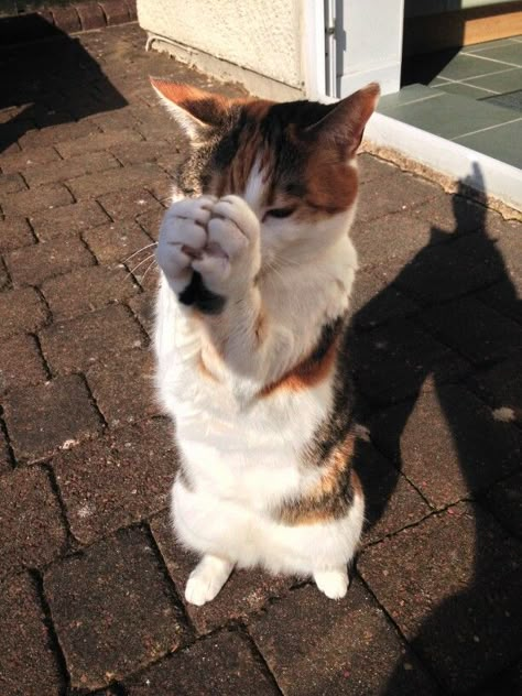 My cat praying #haha #funny #love #her #cute Praying Cat, Goofy Cat, Goofy Cats, Haha Funny, Cat Profile, Boy Cat, Cat Reading, Fan Anime, Silly Cats Pictures