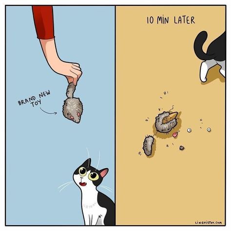 #catlife #kitty #kitten #catlover Cat Lover Quote, Cat Jokes, Illustration Doodle, Cat Comics, Cat Signs, Funny Illustration, Funny Animal Jokes, Funny Cat Pictures, Funny Cute Cats