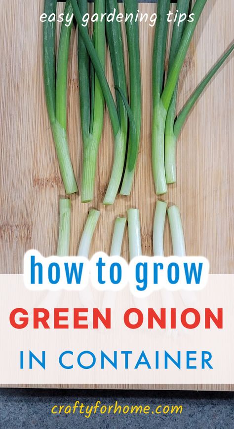 Growing Green Onion In Containers: Easy Kitchen Garden | Crafty For Home Growing Green Onions In Containers, How To Grow Green Onions, Planting Green Onions, Growing Green Onions, Growing Spring Onions, Onion Growing, Planting Veggies, Gardening Fruits, Regrow Green Onions