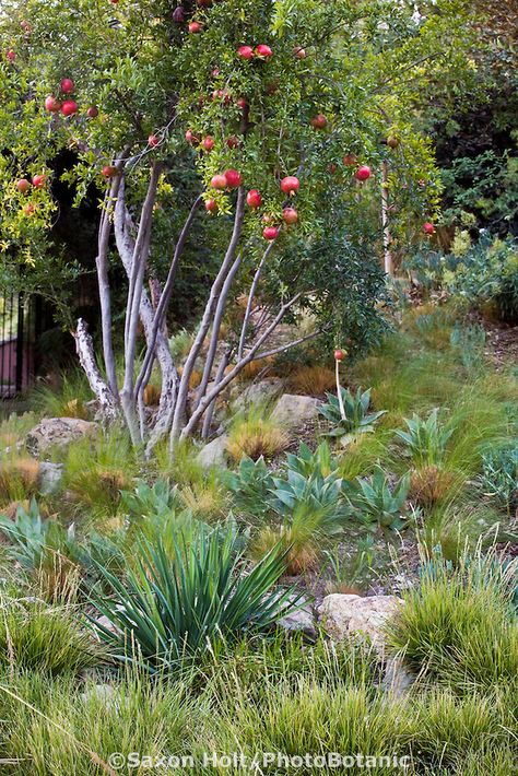 Pomegranate tree - these are drought tolerant and SO pretty. They can be kept relatively small as well, plus fruit! Front Yard Meadow, California Front Yard, Front Yard Garden Ideas, Trees For Front Yard, Pomegranate Tree, Garden Library, Yard Garden Ideas, Drought Tolerant Garden, Front Gardens