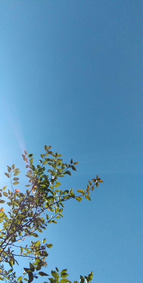 #instagram #pinterest #snapchat #social media #wallpaper #nofilter #naturel #fly #tree #sun #blue #green #blogger #vlog Tree Snapchat Story, Social Media Wallpaper, Wallpaper Themes, Snapchat Story, Snapchat Stories, Sky Aesthetic, Blue Sky, Snapchat, Blue Green