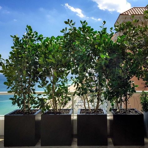 Trees can add a stately dynamic to any interior or exterior design. Unfortunately, in an increasingly urban environment it can be difficult to plant trees where they are desired. Instead of placing them in the ground, one creative solution is to use extra large planters for trees. By using planters, trees can be placed in both indoor and outdoor environments with very little hassle. Consider a few of our favorite extra large planters for trees that will help your designs stand out. Large Tree Planters, Square Planter Boxes, Extra Large Planters, Painted Plywood, Tree Planters, Fiberglass Planters, Garden Urns, Square Planters, Concrete Pavers