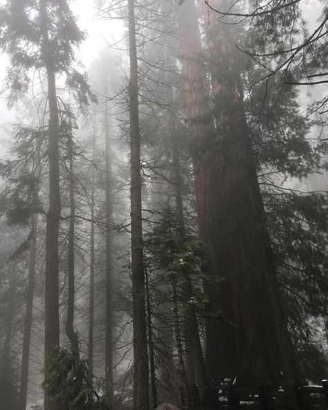 Green Cottagecore Aesthetic, Aesthetic Trees, Dark Naturalism, I Have No Words, Forest Core, Dark Green Aesthetic, Dark Nature Aesthetic, The Giants, Sequoia National Park