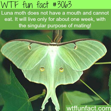 Moth Facts, Moth Meaning, Facts Funny, Weird But True, Wow Facts, Luna Moth, Random Facts, Animal Facts, Science Facts