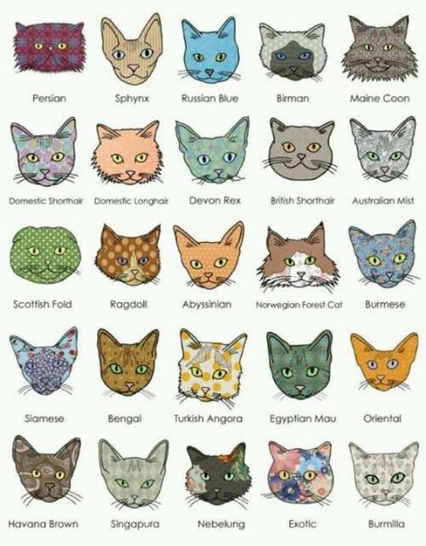 Cute breeds poster Lady Cat, Image Chat, Drawing Faces, Scottish Fold, Cat Eyes, E Card, Drawing Tutorials, Cat Illustration, Cats Meow