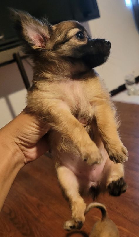 Tiny Female Chihuahua $300 Teacup Chihuahua For Sale, Chihuahua For Sale, Chihuahua Puppies For Sale, Apple Head, Anderson Sc, Puppies For Sale Near Me, Teacup Chihuahua, Animals Amazing, Chihuahua Puppies