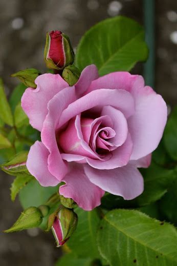 Rose Seeds, Rose Violette, Garden Types, Rose Bush, Beautiful Rose Flowers, Exotic Flowers, Flower Beauty, Purple Roses, Flowers Nature