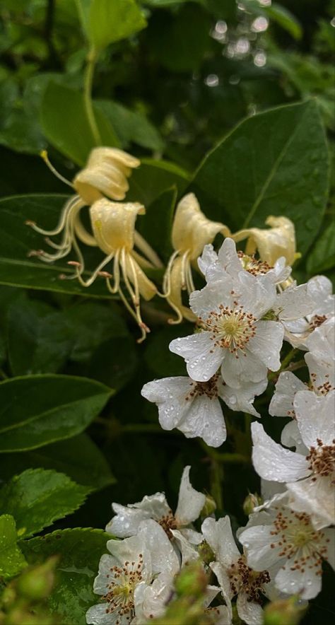 Wild Honeysuckle and Black Berry Honeysuckle Wallpaper, Honeysuckle Flowers, Wild Honeysuckle, Honeysuckle Flower, Quote Wallpaper, Flower Wallpaper, Wallpaper Quotes, Berry, Ios