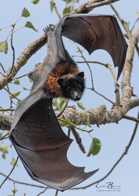 Fruit Bat Photography, Bat Wing Anatomy, Bat Anatomy Drawing, Bat Creature Design, Crowley Reference, Bat Wings Reference, Animal Reference Photos For Artists, Bat Inktober, Bat Photography