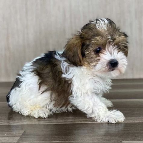 Best Yorkipoos for Sale (Reasonable Adoption Fees) — Crockett Doodles Yorkie Poo Full Grown, Free Puppies For Adoption, Yorkie Poo Puppies, Yorkie Puppies For Adoption, Yorkie Poodle, Crockett Doodles, Biewer Yorkie, Morkie Puppies, Yorkie Puppy For Sale