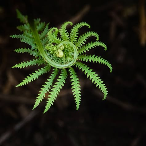 62,662 Fern Stock Photos, High-Res Pictures, and Images - Getty Images Tattoo Foliage, Fiddlehead Ferns, Fern Forest, Botanical Plants, Growing Greens, Design Seeds, Flower Photography, Patterns In Nature, Pictures To Paint