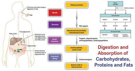 Digestion and Absorption of Carbohydrates, Proteins and Fats Thoracic Duct, Digestion And Absorption, Peptide Bond, Lymph Vessels, Easy Rangoli Designs Videos, Gross Anatomy, Fat Soluble Vitamins, Stomach Acid, Digestive Enzymes