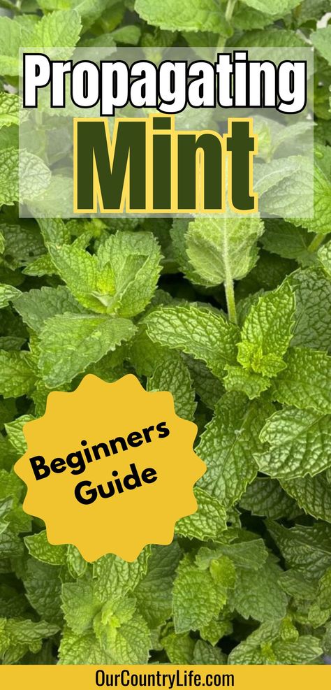 Mint with text Propagating Mint, Beginners Guide Propagating Mint, Planting Mint, Propagate Mint, Mint Benefits, Garlic Farm, Drying Mint Leaves, Ancient Remedies, Planting Pot, Mint Plants