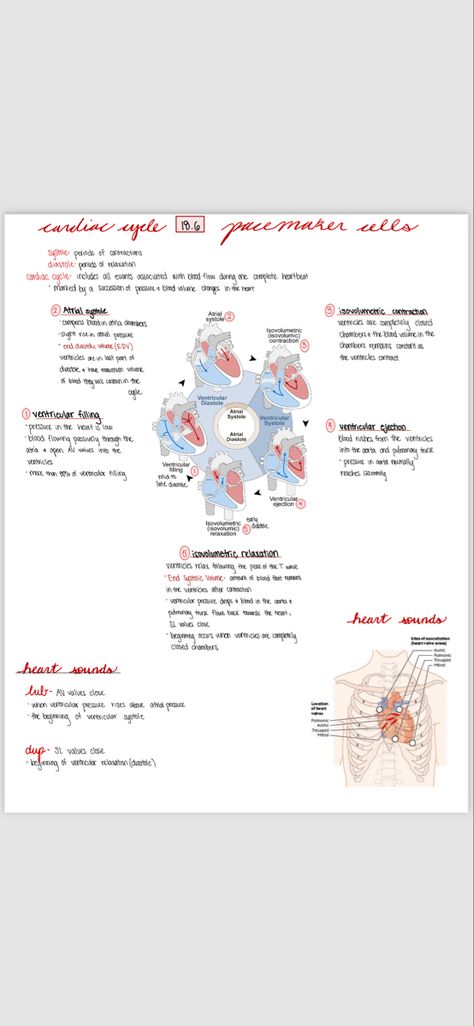 Cardiac Anatomy And Physiology, Cardio Vascular System Notes, Cardiovascular System Notes Aesthetic, Cardiac Cycle Study Notes, Cardiac Cycle Notes, Cardiac Output Notes, The Cardiovascular System Notes, Cardiac Cycle, Rad Tech