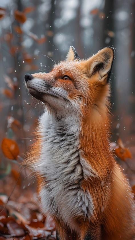 National Geographic Animals, Wallpaper For Desktop, Fox Images, Fox Pictures, Foxes Photography, Bear Pictures, Fox Art, Cute Fox, Wildlife Animals