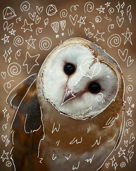 Owl Therian, Barn Owl Art, Owl Cute, Heart Type, Barred Owl, Owl Bird, Calico Cat, Cute Wild Animals, Owl Art